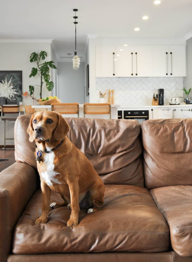 Dog friendly couch fabric best sale